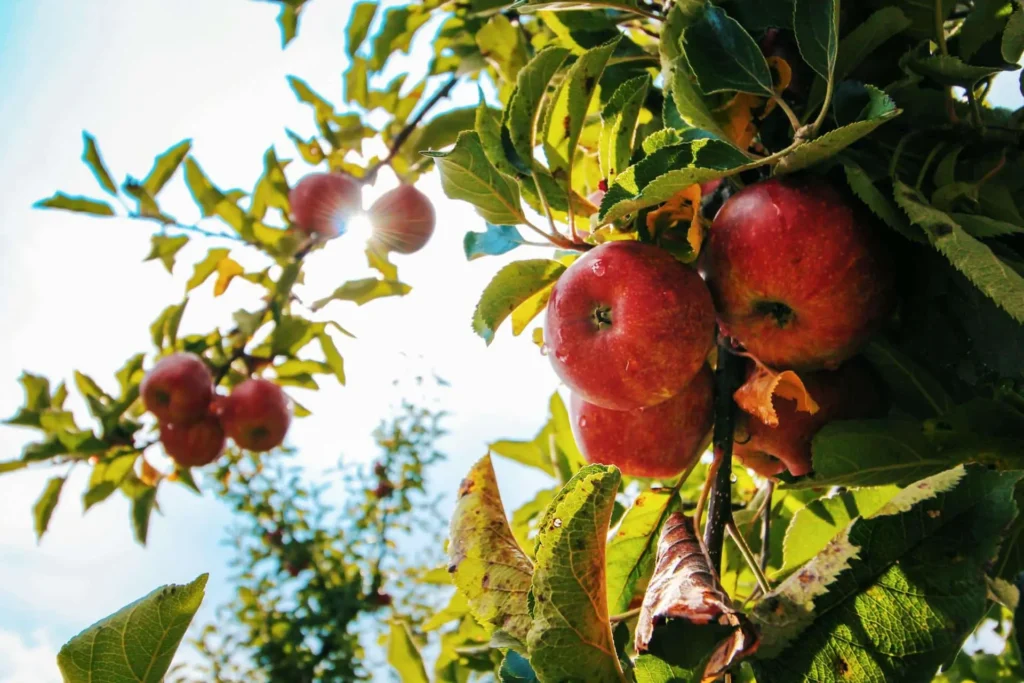 What to Plant Under Apple Trees