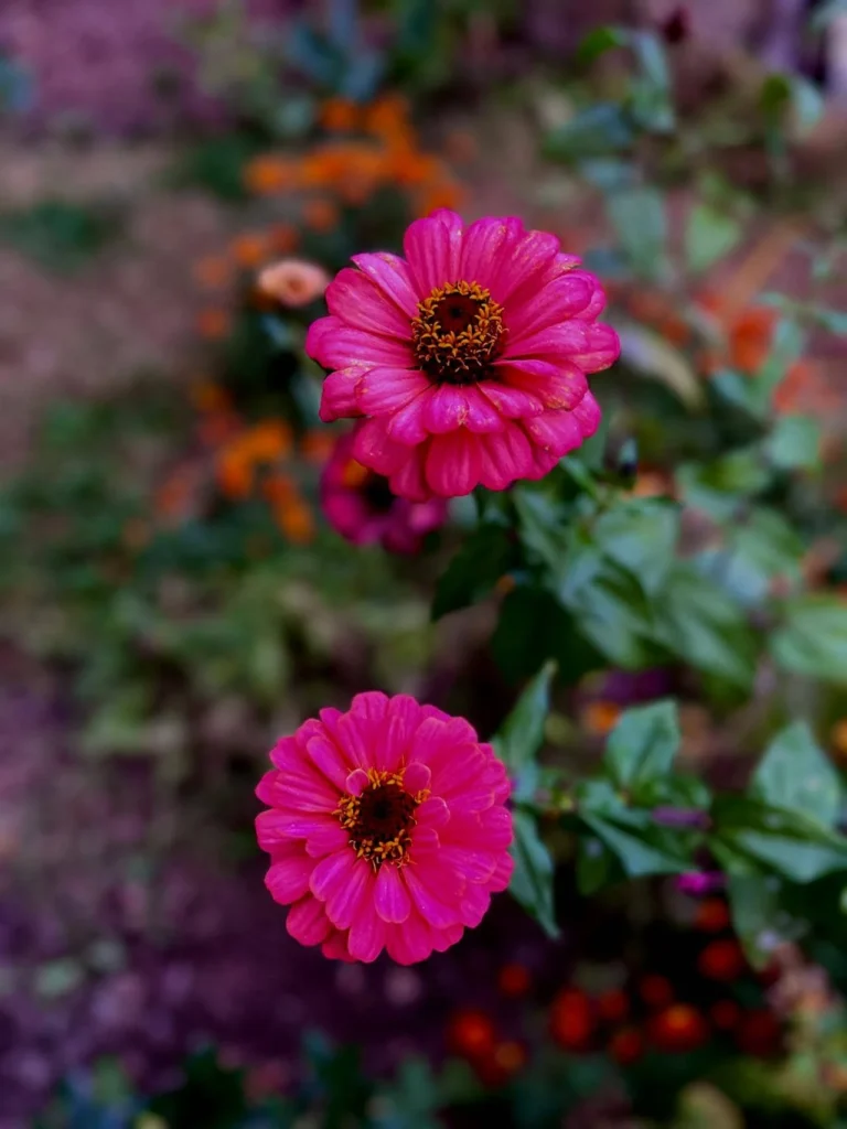 When to Plant Zinnias in Oklahoma