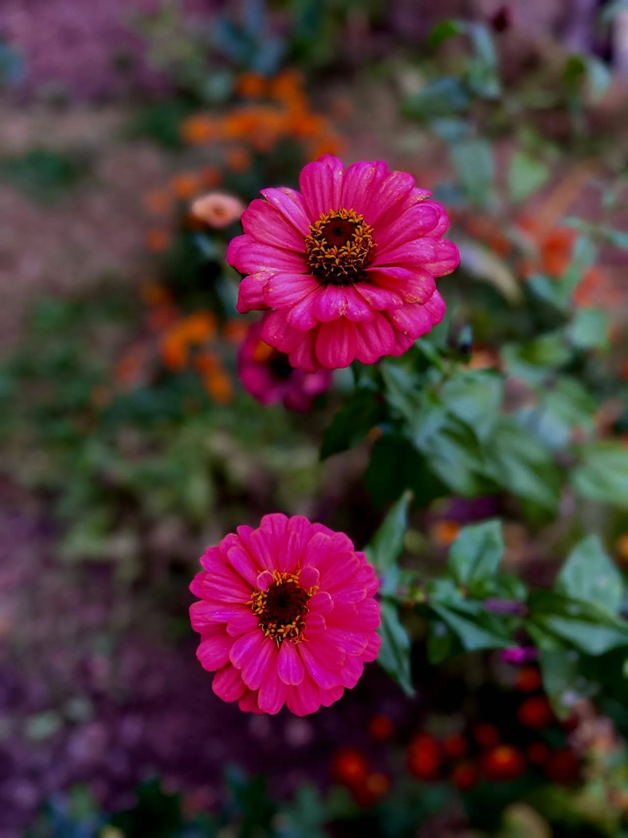 When to Plant Zinnias in Oklahoma