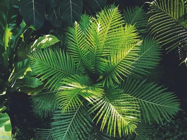 evergreen plants